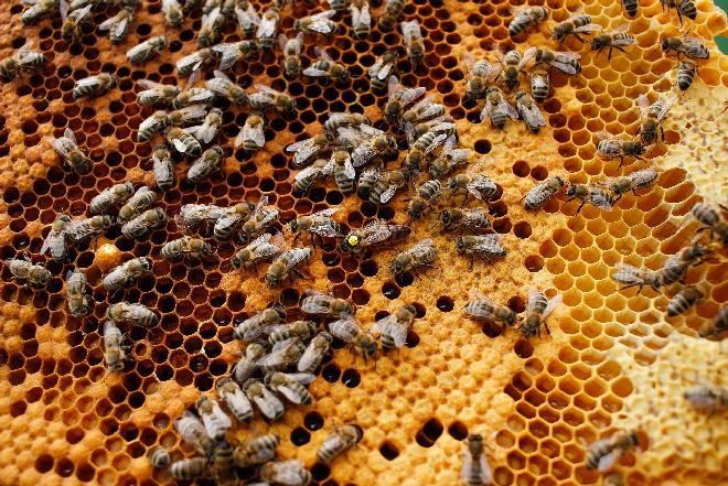 Pamiętajcie o pszczołach! Światowy Dzień Ziemi z Pasiekami Rodziny Sadowskich